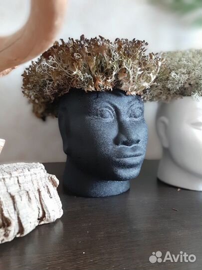 Цетрария/кладония