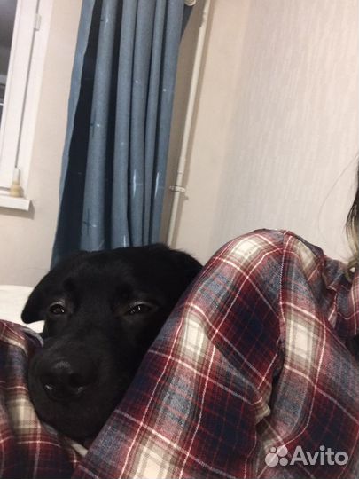 Передержка собак/кошек