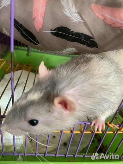 Крыса с клеткой