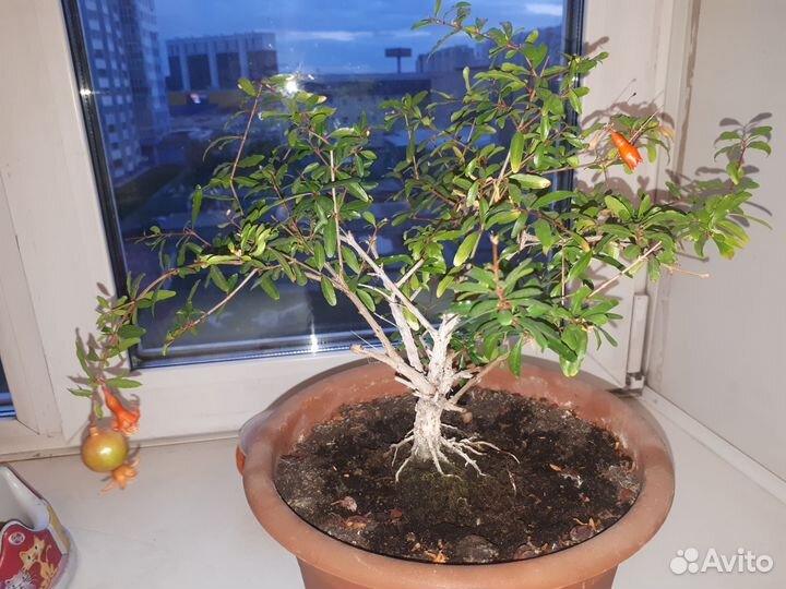 Гранат комнатный