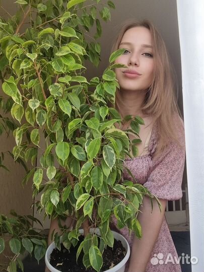 Фикус бенджамина