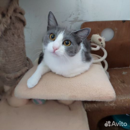 Молодая кошечка в добрые руки