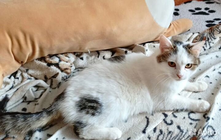 Молоденькая кошечка