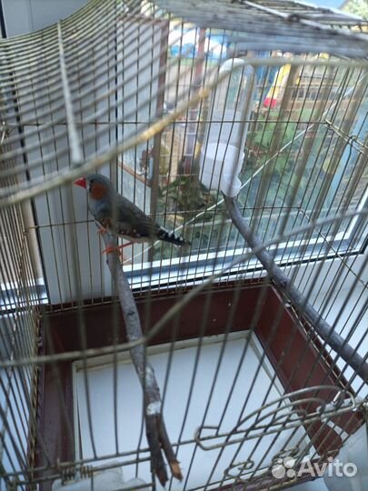 Зебровые амадины