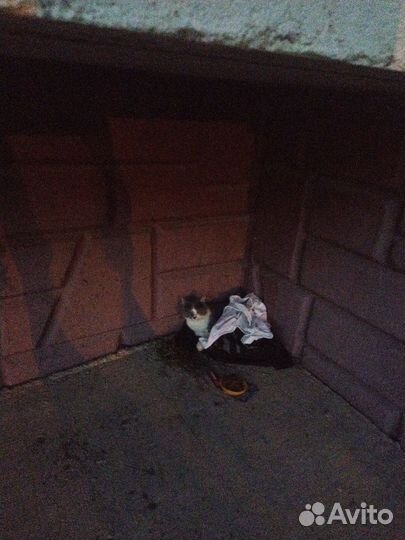 Найдена кошка