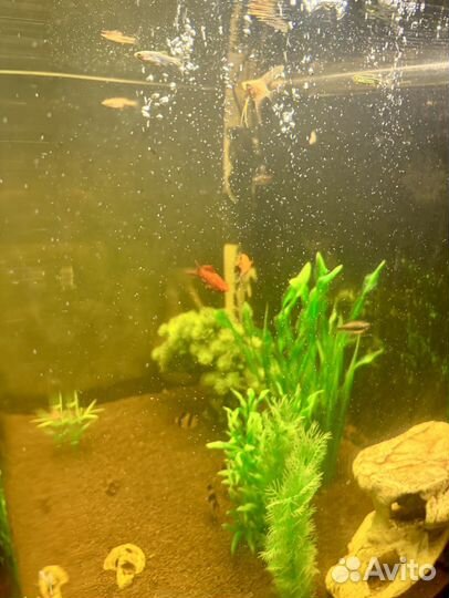Аквариум