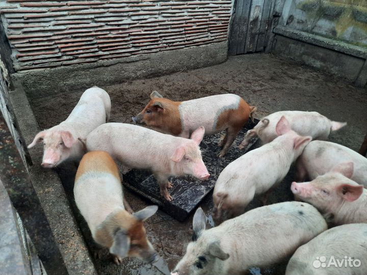 Поросята ландрас