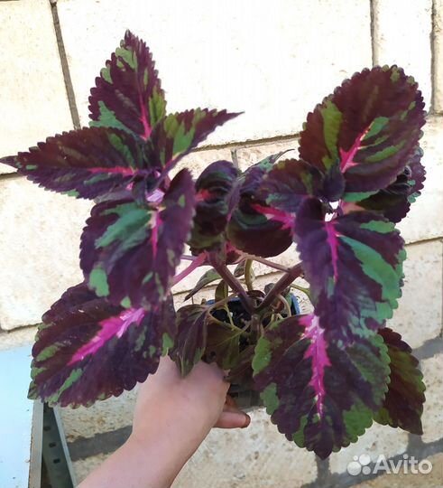 Колеусы сортовые. Цветы для дома и сада