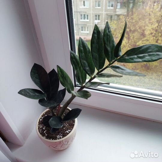 Замиокулькас равен,пеперамия,фикус,алоэ