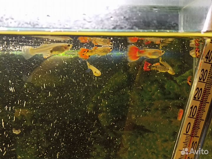 Аквариумные рыбки гуппи