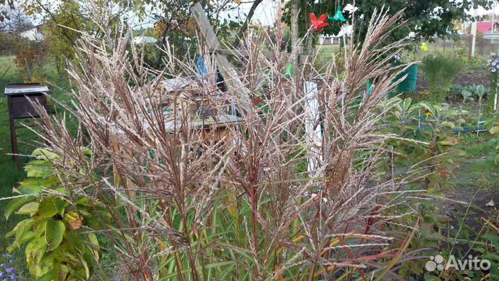 Мискантусы и Брунеры