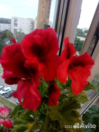 Королевская пеларгония, и другие сорта.Срезы