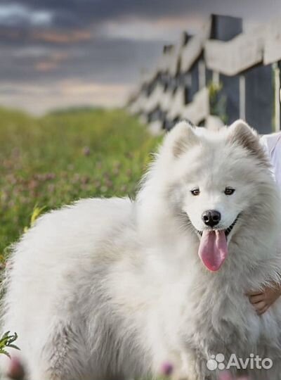 Собачья шерсть и пух