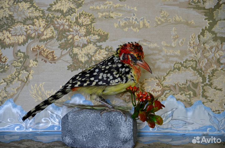 Таксидермия птиц. Попугаи, амадины и др