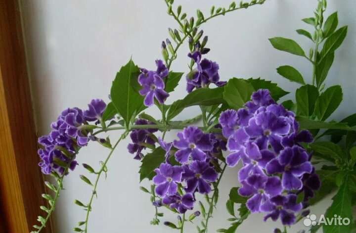 Комнатная сирень дуранта