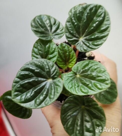 Комнатные цветы