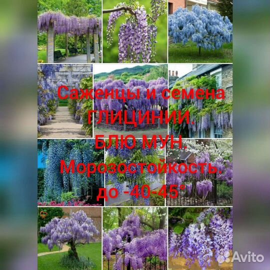 Саженцы и семена Глицинии Блю Мун зимостойкой