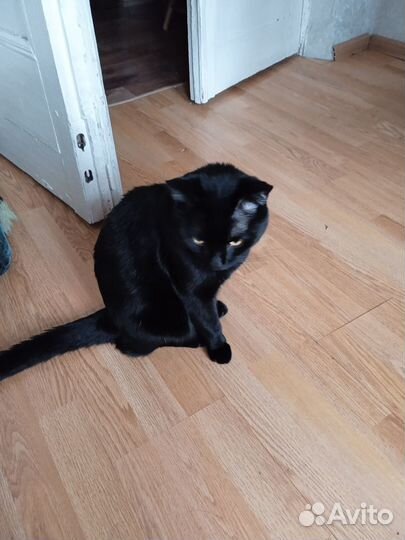 Котик на вязку