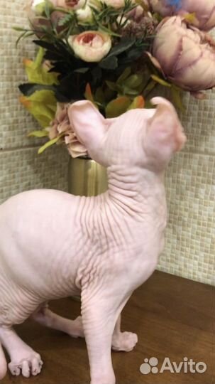 Канадский сфинкс котенок с документами