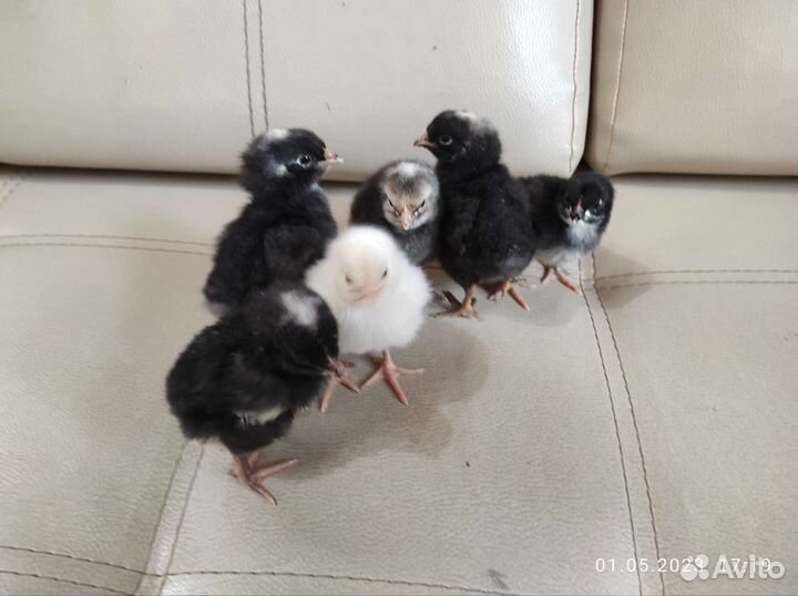 Цыплята суточные и старше - несушки