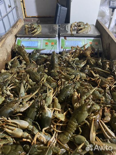 Раки Солнечный