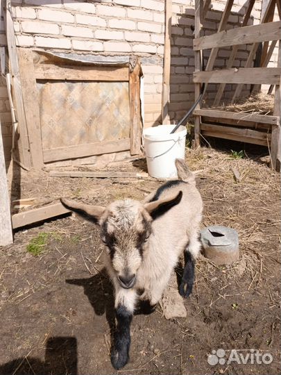 Альпийские козлята