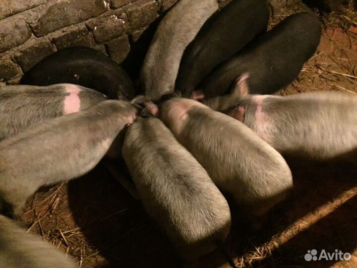 Поросята