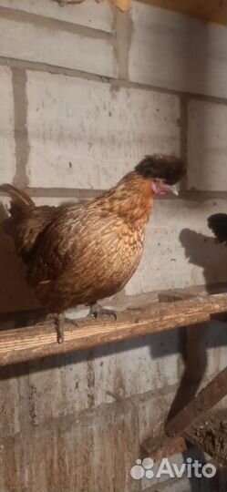Куры петухи породы китайские шёлковые