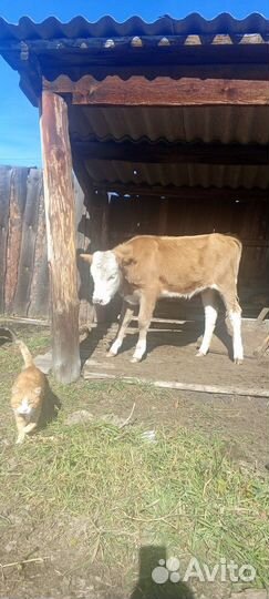 Продам теленка