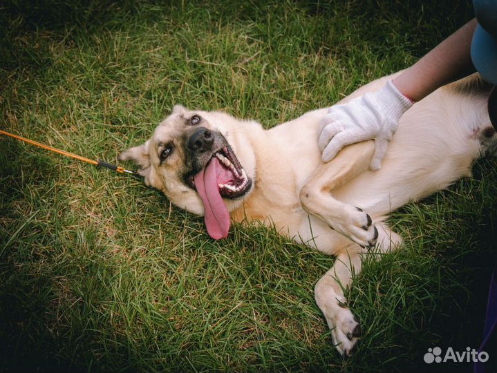 Собака из приюта в добрые руки