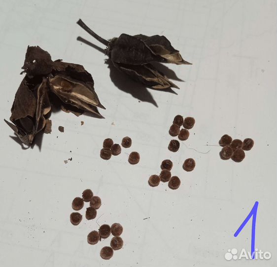 Семена гибискуса