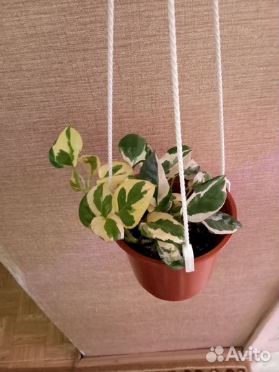 Эпипремнум золотистый