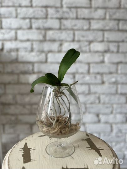 Орхидея фаленопсис приученная к воздуху