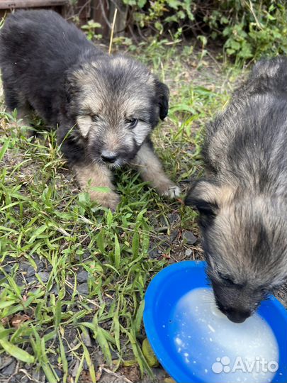 Щенки в добрые руки