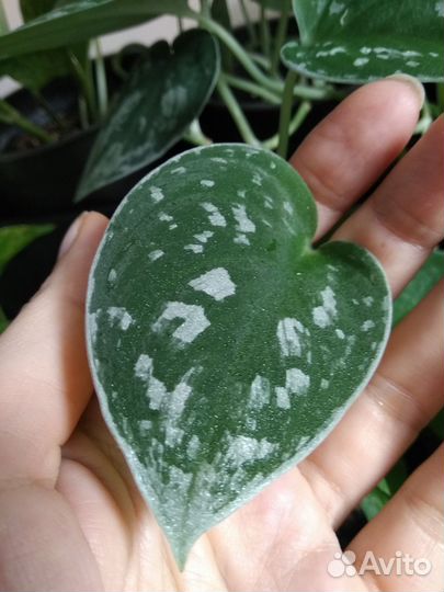 Сциндапсус эпипремнум лианы