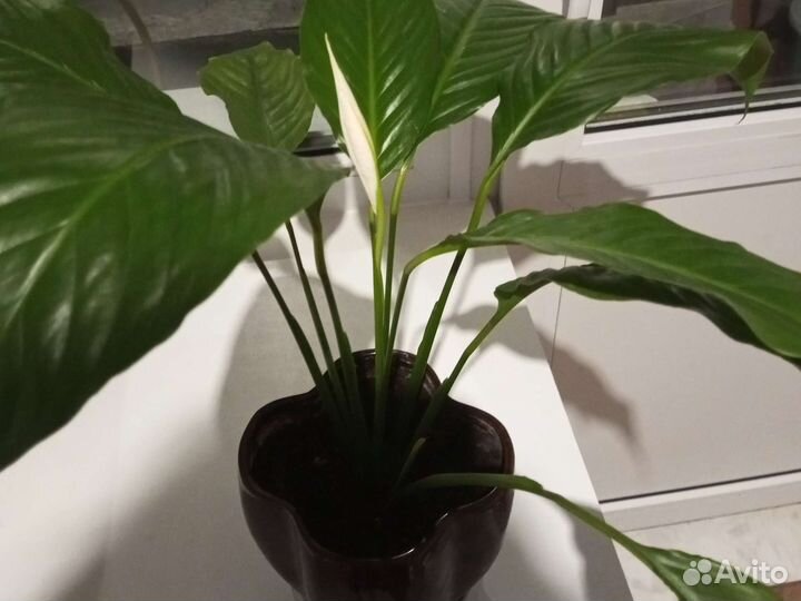 Спатифиллум