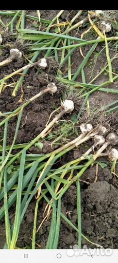 Сортовой Эко Чеснок Любаша,Добрыня,Харьковский фио