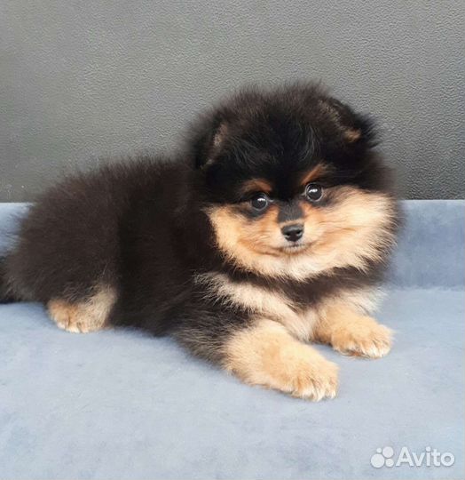 Черно-подпалая девочка