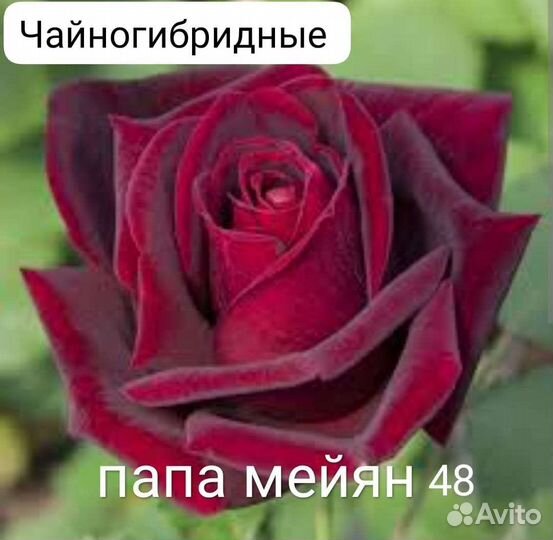 Саженцы роз