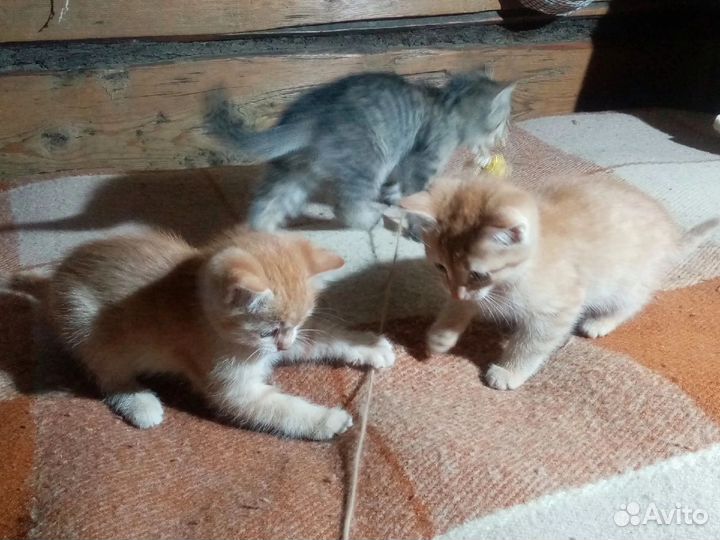 Котята в добрые руки