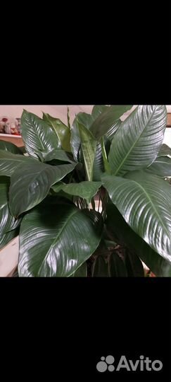 Спатифиллум Лауретта