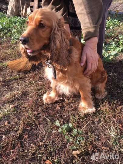 Щенки Английского кокер спаниеля