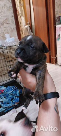 Английский стаффордширский бультерьер