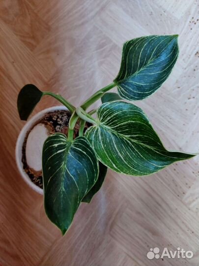 Комнатные растения цветы