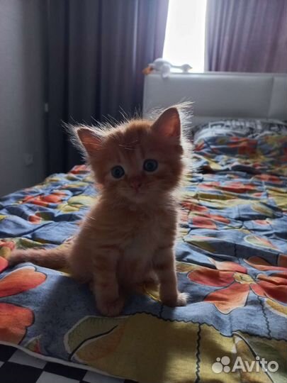 Рыжий котенок в добрые руки