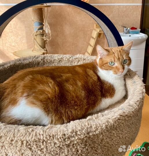 Как топлёное молоко