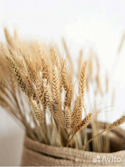Букеты из натуральной пшеницы