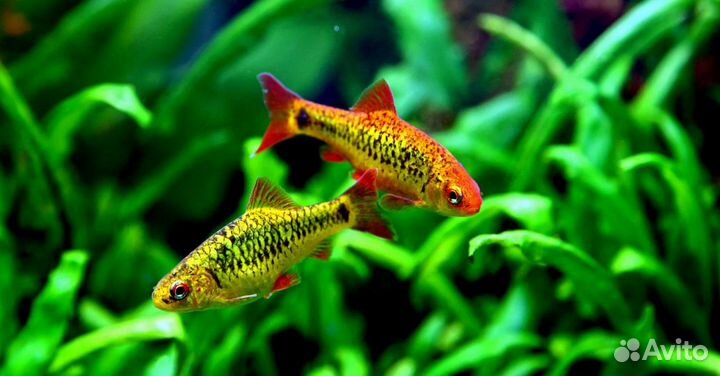 Барбус Шуберта (арт 2017)