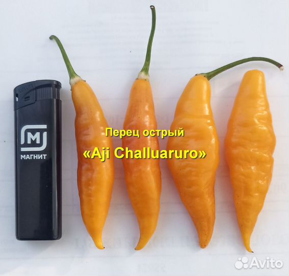 Перец острый «Aji Challuaruro» 15 семян