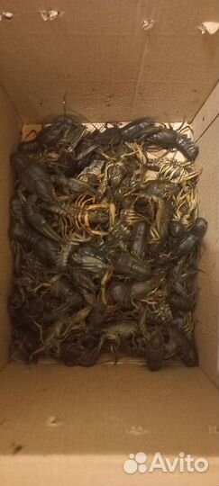 Продам живые раки